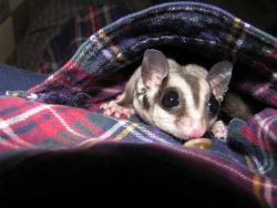 Sweet friendly sugar gliders available