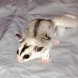 Sugar Gliders Now Available For Sale