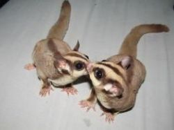 Baby Sugar Glider And Supplies - For Sale