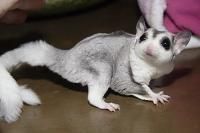 Sugar Gliders for sale with cage