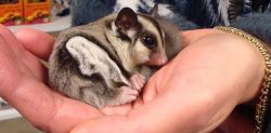 4 female sugar gliders and equipment for sale