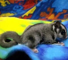 Adorable Sugar Gliders For Sale - For Sale