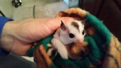 sweet white face sugar gliders ready