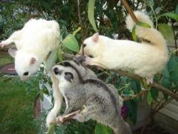 Sugar Gliders available for sale