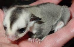 sweet white face sugar gliders ready
