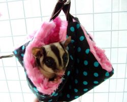 4 Baby Sugar Gliders for Sale