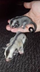 Bonded Male And Female Sugar Gliders - For Sale