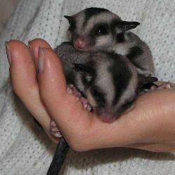 Baby sugar gliders - For Sale