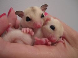 Gorgeous Pair available, pets or breeding