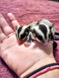 Gorgeous Pair of sugar gliders available