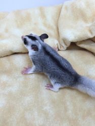 baby sugar gliders for sale