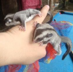 Sugar Gliders ready now to leave mom