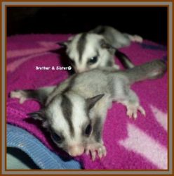 sweet white face baby sugar gliders