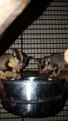 young sugar glider pair - het and lineage!