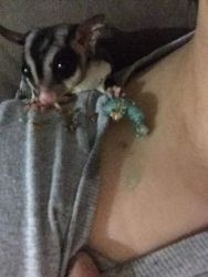 suger glider for sell