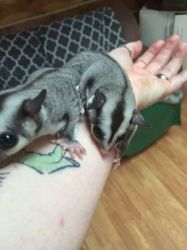 Suger glider brothers for rehoming