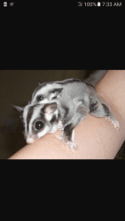 2 sugar gliders with cage and supplies