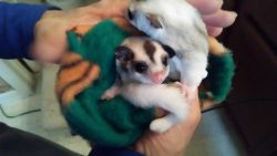 Male & Female sugar glider pair with cage & accessories - For Sale