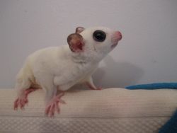 sweet tame baby White Face sugar gliders