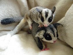 sugar gliders ready for new homes