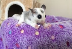 GORGEOUS PAIR OF SUGAR GLIDERS FOR SALE