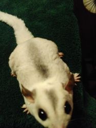 Sugar gliders available to great new homes
