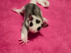 Little Pied Female Available