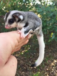 cute suger gliders available for sale to go homes