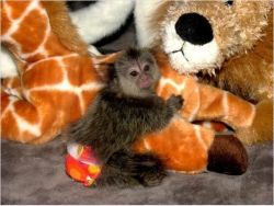 Finger Baby Marmoset Monkeys for adoption