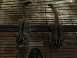 2 Male Sugar Gliders w/ Large Cage and Loads of Accessories