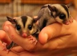 Suger Gliders for sale