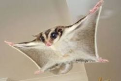 Sugar gliders need to be re-homed!