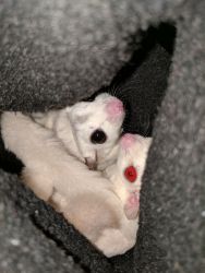 Two Female Sugar Gliders with all supplies - to a good home.