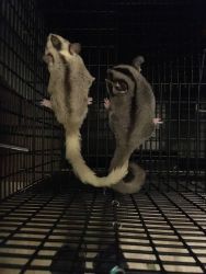 Male and female breeding pair of sugar glider with joey
