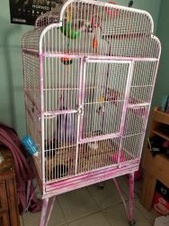 2 female, 1 male plus cage
