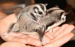 AKC registered Sugar Glider Ready for their new home.