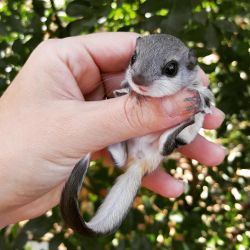 Baby Flying Squirrels for sale