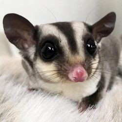 Well trained Sugar Glider for Adoption