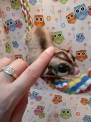 Lovely And Friendly Sugar Gliders