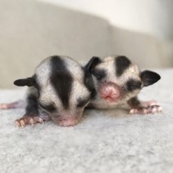 Beautiful and charming Sugar gliders for sale