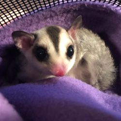 Gorgeous Sugar Glider Ready For New Home