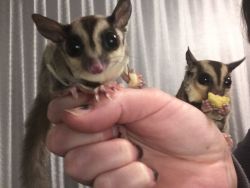Available Sugar Gliders And Cage