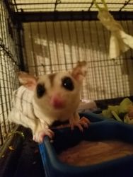 Sugar Gliders in need of home!