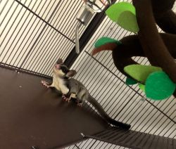 2 sugar gliders plus cage and toys