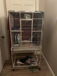 Two female sugar gliders comes with cage and supplies