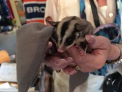 SugarGliders for sale