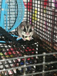 Rehoming 2 year old glider
