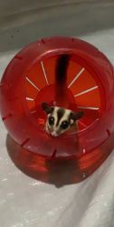 3 sugar gliders all supplies included