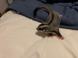 Young sugar gliders