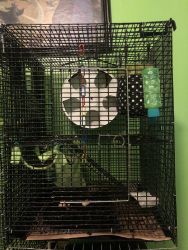 Sugar gliders and all accessories for sell